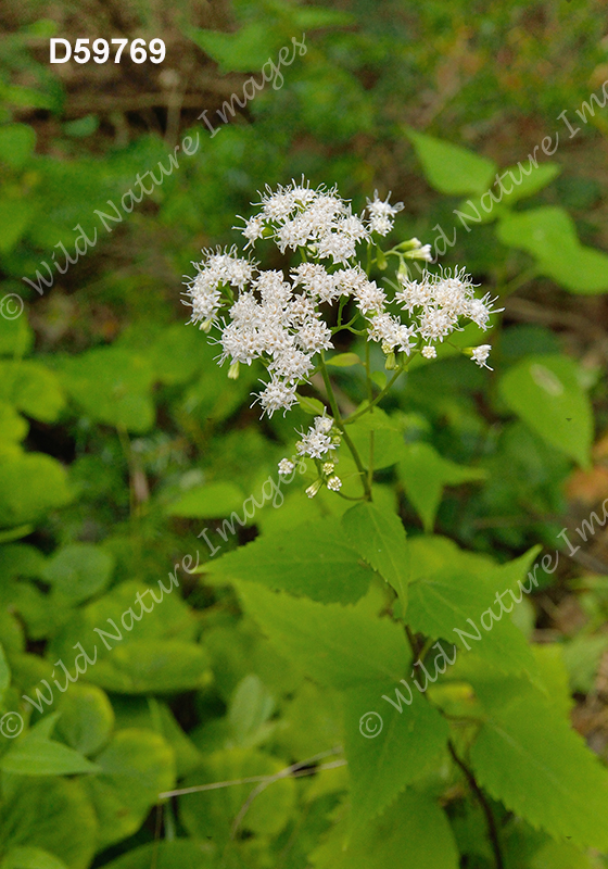 White Snakeroot (Ageratina altissima)